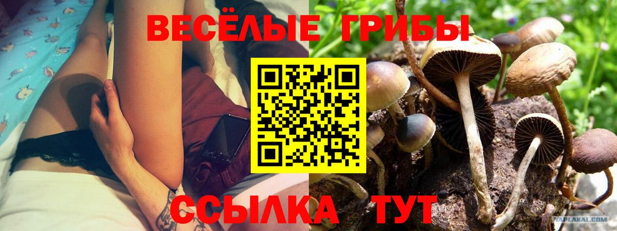 Псилоцибиновые грибы GOLDEN TEACHER  Вход с VPN  Псилоцибиновые грибы мицелий  Тобольск 